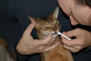 Если у кошки неприятно пахнет изо рта тухлятиной, в чем причины