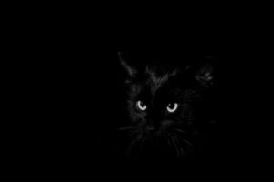 Почему у кошки светятся глаза в темноте