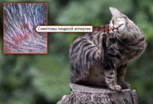 лечение аллергии на корм у кошек