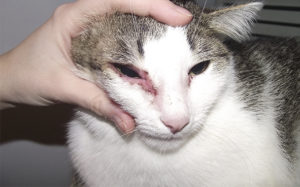 Симптомы и лечение аллергии на корм у кошек