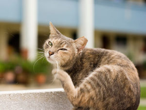 Типы аллергических реакций у кошек
