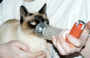лечение астмы у кошек
