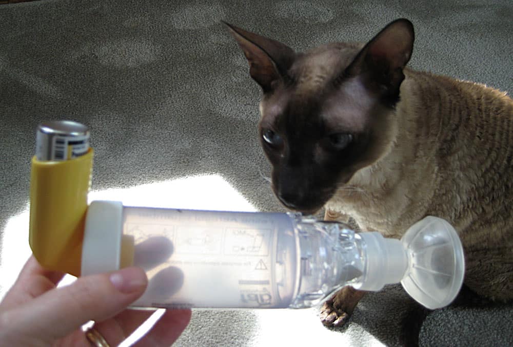 ингаляторы от астмы для кошек