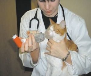 Симптомы и лечение астмы у кошек
