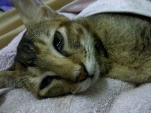 Симптомы и лечение чумки у кошек