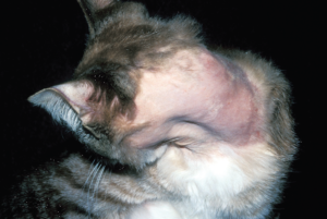 лечение демодекоза у кошек