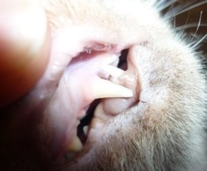  лечение гемобартонеллеза у кошек 