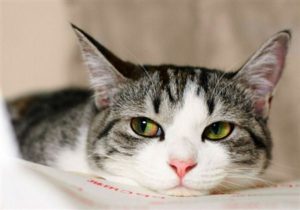 Симптомы и лечение гемобартонеллеза у кошек 