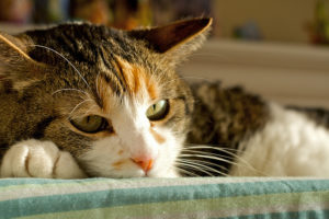 лечение гепатита у кошек 