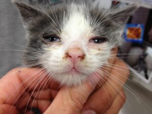  лечение герпеса у кошек 