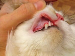 Симптомы и лечение гингивита у кошек