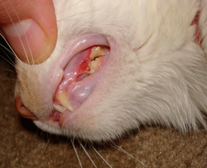 Симптомы и лечение гингивита у кошек