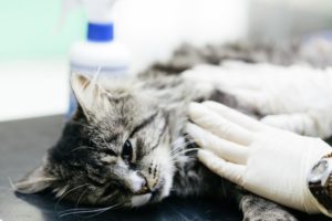 Симптомы и лечение гиперпаратиреоза у кошек