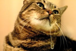 Симптомы и лечение гиперсаливации у кошек