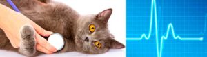 Симптомы и лечение гипертрофической кардиомиопатии у кошек