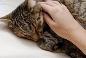 лечение инсульта у кошек