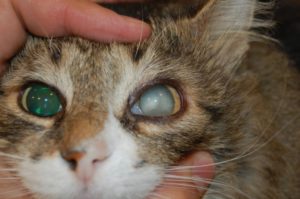 Симптомы и лечение катаракты у кошек