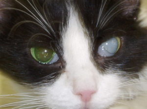 Симптомы и лечение катаракты у кошек