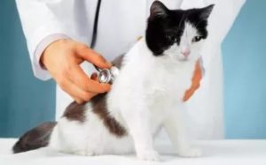 Симптомы и лечение коронавирусной инфекции у кошек