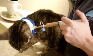 Симптомы и лечение липидоза печени у кошек