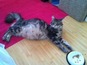 Симптомы и лечение ложной беременности у кошек