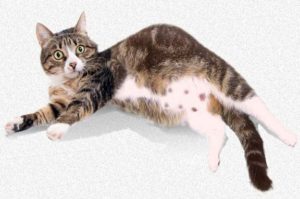 Симптомы и лечение ложной беременности у кошек