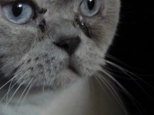 лечение микоплазмоза у кошек