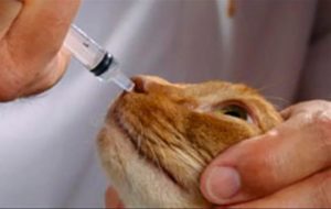 Симптомы и лечение насморка у кошек