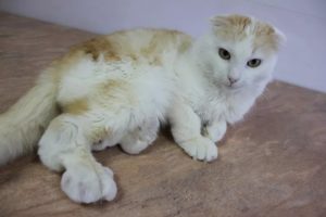 лечение остеохондродисплазии шотландских вислоухих кошек 