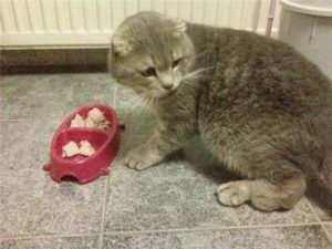 Симптомы и лечение остеохондродисплазии шотландских вислоухих кошек 