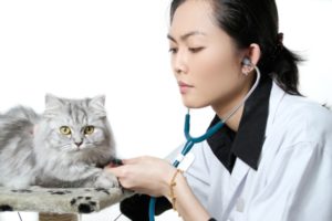 лечение отека легких у кошек