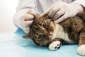 Симптомы и лечение отита у кошек