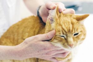 Основными симптомами отодектоза у кошек являются следующие: