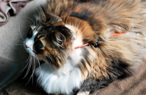  лечение панкреатита у кошек