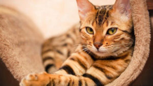 Симптомы и лечение панкреатита у кошек