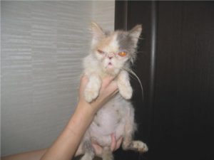 Симптомы и лечение панлейкопении у кошек