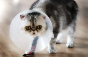 лечение пиометры у кошек