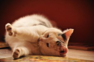 Симптомы и лечение пиометры у кошек