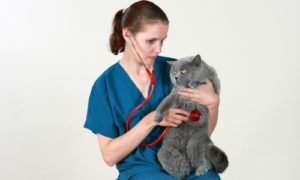 лечение пневмонии у кошек