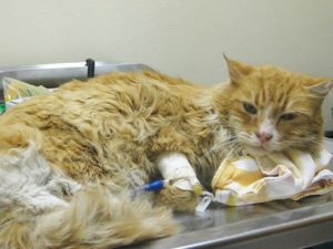 Симптомы и лечение пневмонии у кошек