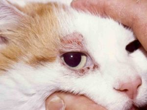 лечение подкожного клеща у кошек