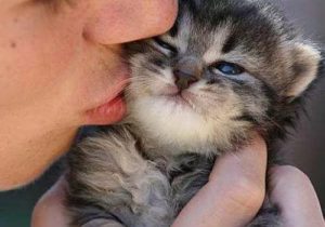 Источники заражения сальмонеллезом у кошек
