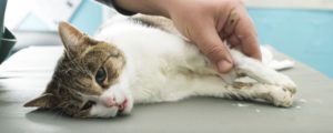 вирус иммунодефицита у кошек