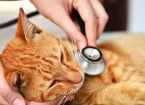Симптомы и лечение вирусного лейкоза у кошек