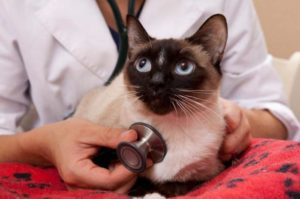 Симптомы вирусной лейкемии у кошек