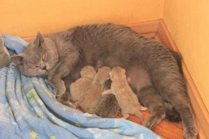Первые кошачьи роды: сколько котят может появиться