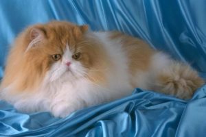 Сколько лет живут персидские кошки в домашних условиях 
