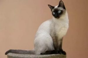 Сколько лет живут сиамские кошки