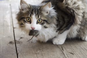 Зачем кошки несут убитых животных домой