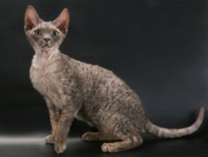 Описание и характер породы кошек девон-рекс